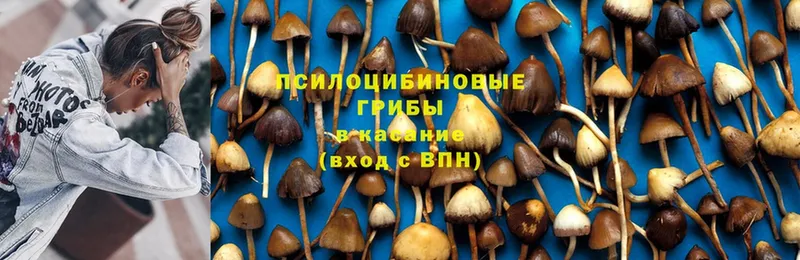 наркотики  Ужур  Галлюциногенные грибы MAGIC MUSHROOMS 